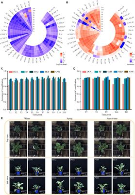 Machine learning assisted dynamic phenotypes and genomic variants help understand the <mark class="highlighted">ecotype</mark> divergence in rapeseed